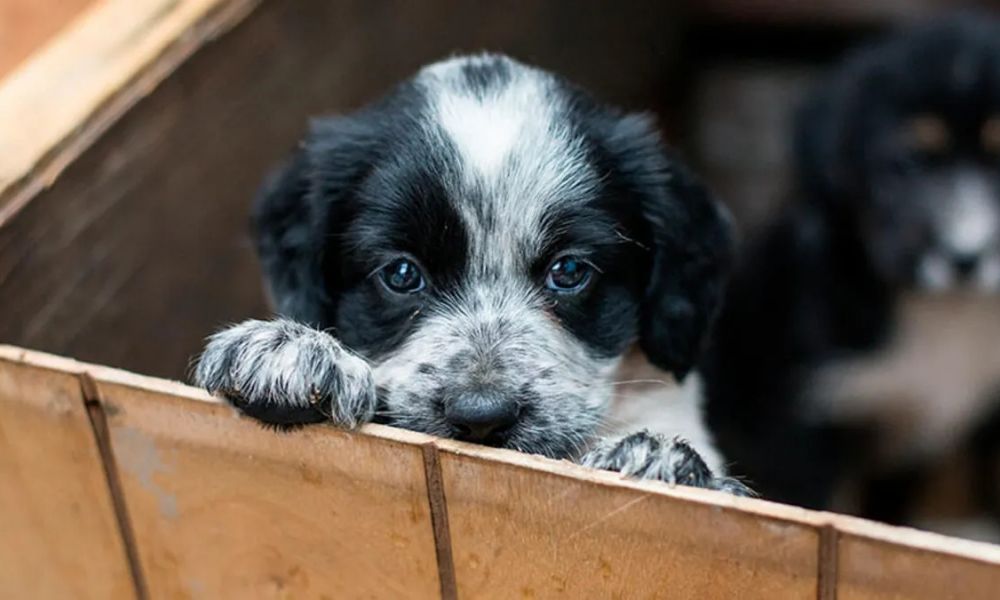 Adopción y Vacunación Gratuita de Mascotas