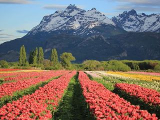 El gobierno busca eliminar restricciones para la compra de tierras por extranjeros