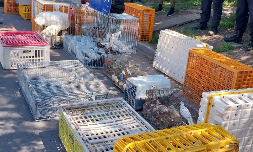 Secuestran más de 100 aves en Colón