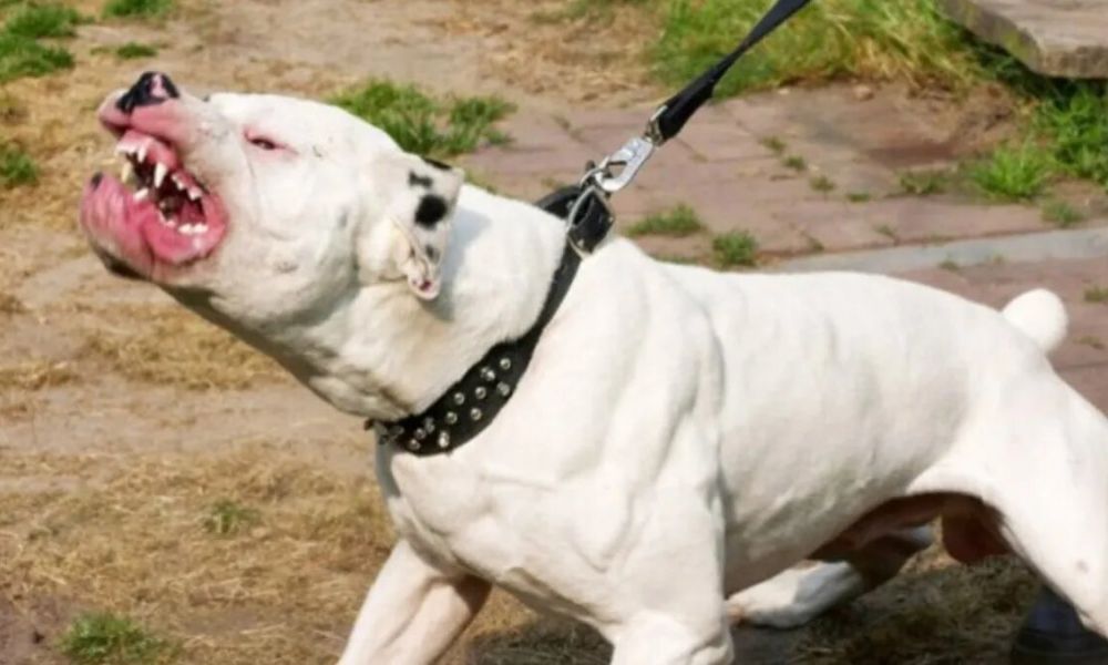 Adolescente murió tras ser atacada por dos perros dogo