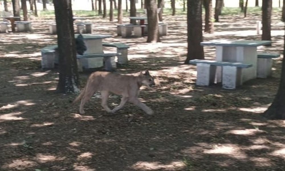 Colón: Apareció un puma en el Aeroclub