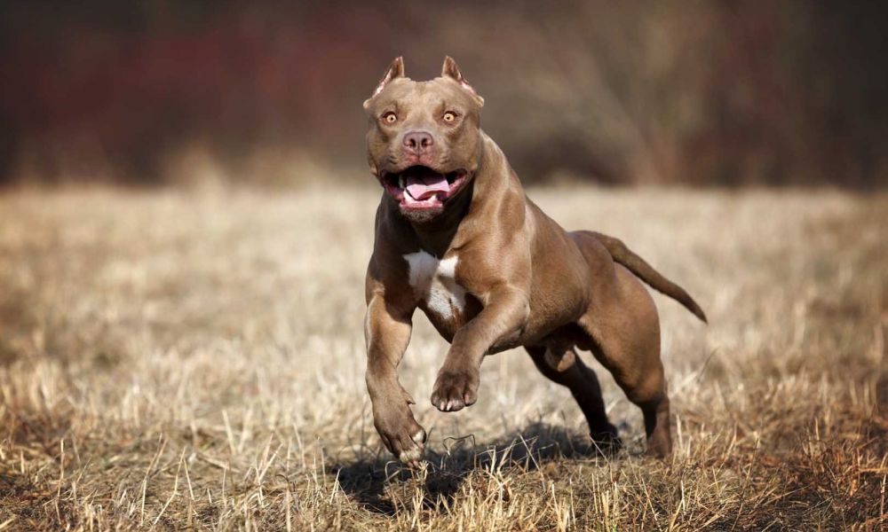Nuevo ataque de un perro pitbull