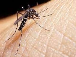 Dengue: ¿Dónde pica el mosquito y en qué horarios?