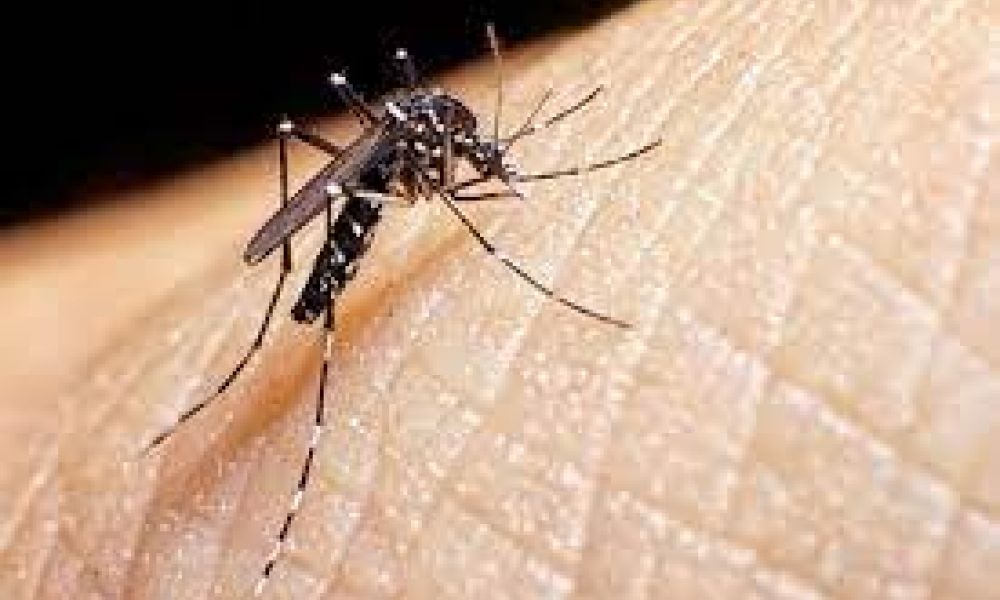 Dengue: ¿Dónde pica el mosquito y en qué horarios?