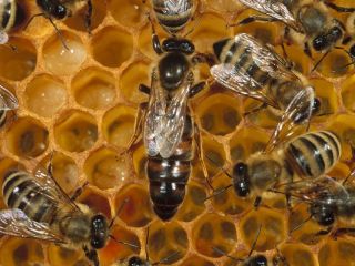 Detectan la presencia de agroqumicos y compuestos industriales en abejas y sus productos