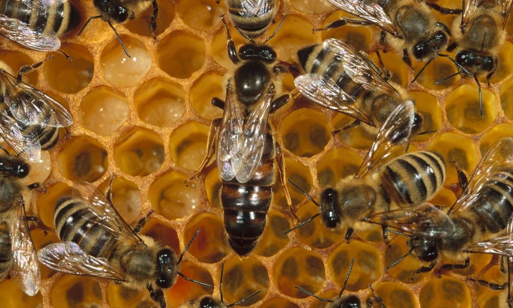 Detectan la presencia de agroquímicos en abejas
