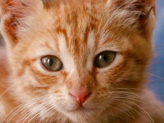 Día Internacional del Gato: La sobrepoblación no es un problema de los gatos, sino de los humanos