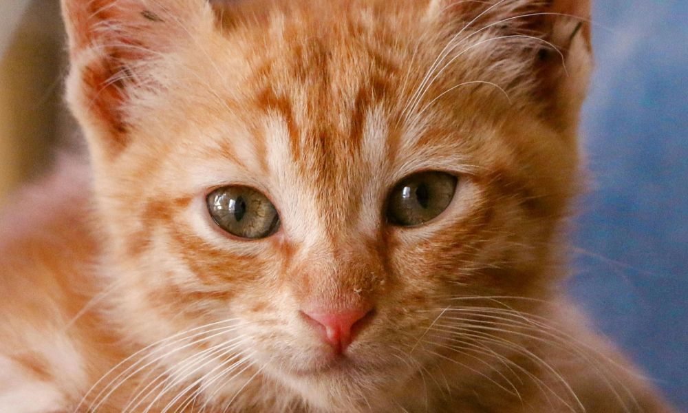 Día Internacional del Gato