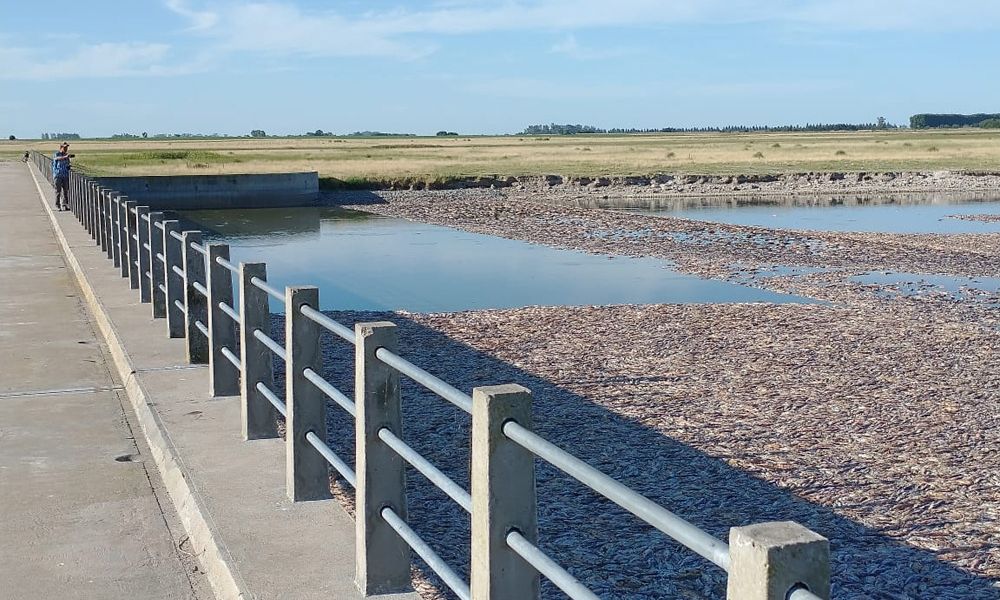 Mortandad de peces cerca de la laguna El Carpincho