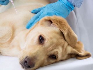 Campaa de vacunacin antirrbica gratuita: Conoc las veterinarias que participan