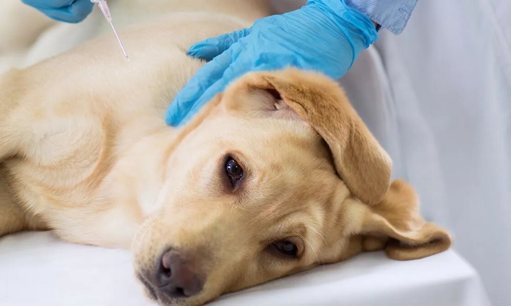 Campaña de vacunación antirrábica gratuita