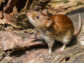 Hantavirus en la provincia de Buenos Aires: Confirman cinco casos y una muerte