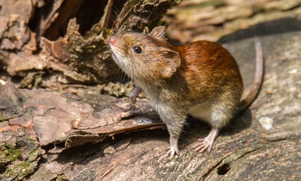 Hantavirus en la provincia de Buenos Aires