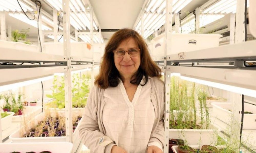 Soja tolerante a la sequia