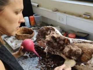 Dos hermanitos encontraron restos de un gliptodonte de 5 millones de aos de antigedad