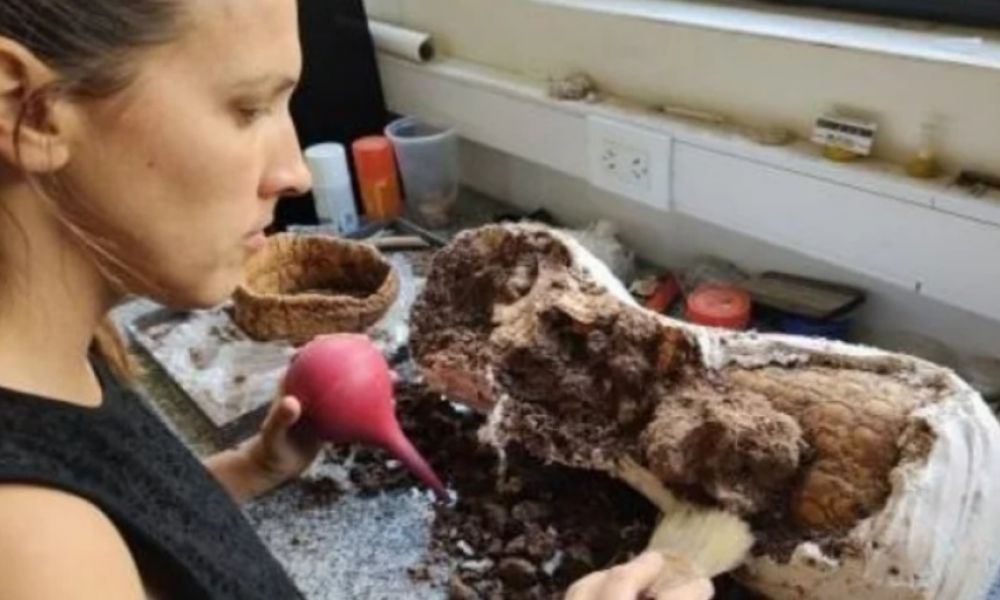 Encontraron restos de un gliptodonte