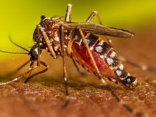 Alerta por brote de dengue en municipios bonaerenses: Curva en ascenso y posible aumento de casos