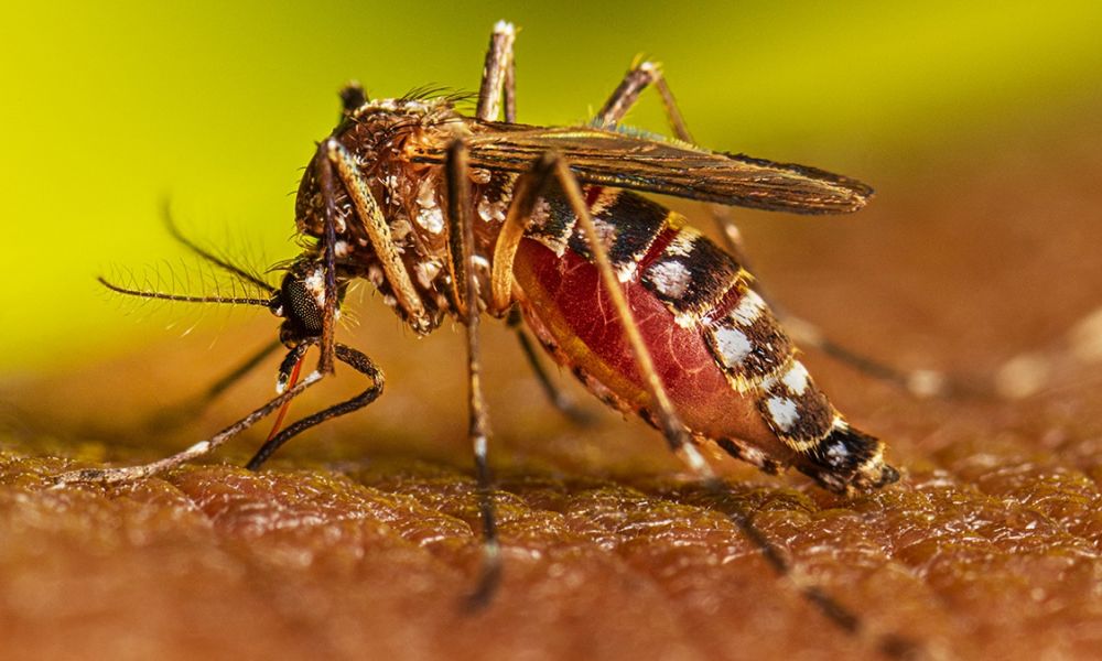 Alerta por brote de dengue en municipios bonaerenses