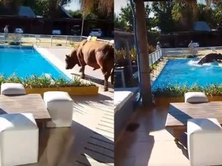 Inslito: Un toro cay en una pileta de Punta Ramallo y fue rescatado por bomberos