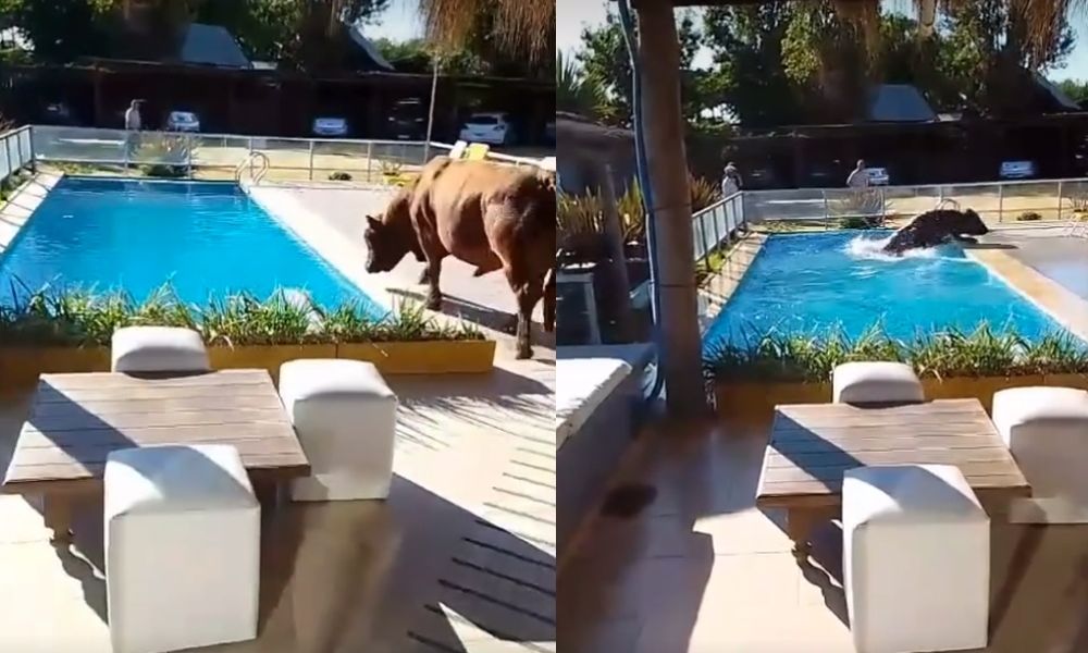 Un toro cayó en una pileta de Punta Ramallo