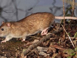 Hantavirus: Detectan un nuevo caso en Arrecifes y crece la preocupación en el norte bonaerense