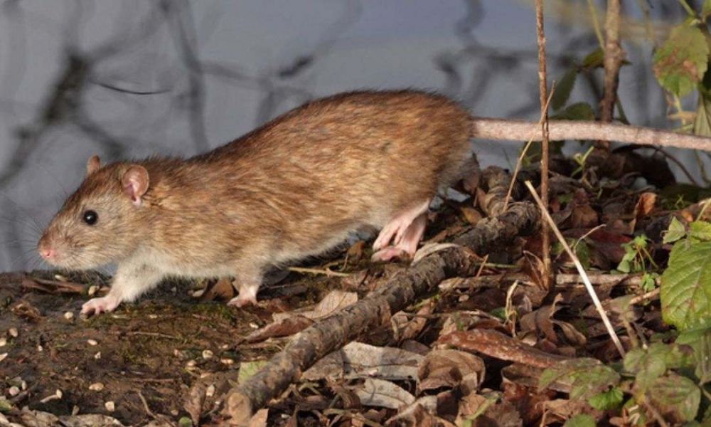 Hantavirus: Detectan un nuevo caso en Arrecifes