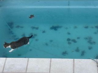 Gato sobre hielo: Una imagen que refleja el fro histrico en Pergamino