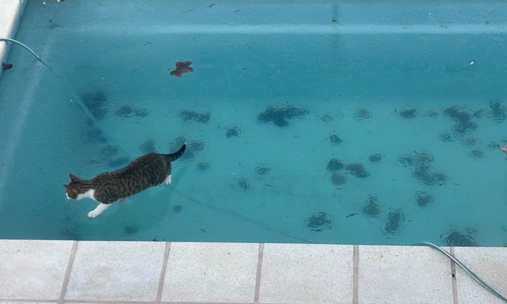 Una imagen que refleja el frío histórico en Pergamino