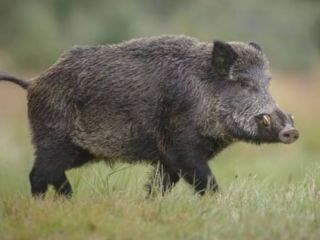 La Provincia autorizó la caza controlada de jabalíes para proteger al venado de las pampas