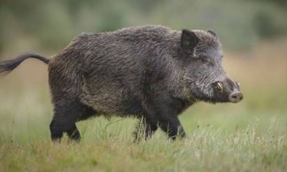 La Provincia autorizó la caza controlada de jabalíes