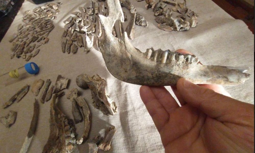 Descubren madriguera prehistórica Descubren madriguera prehistórica