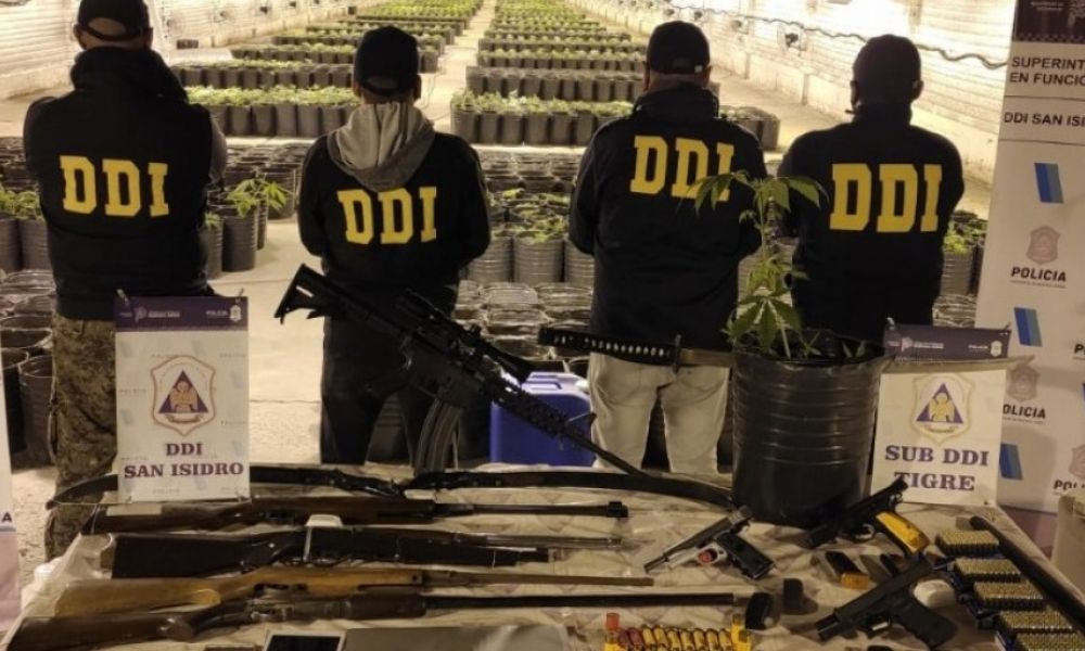 Secuestraron 4.000 plantas de marihuana