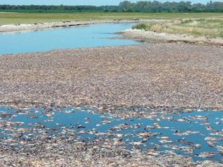 Jun�n: Impactantes im�genes de la mortandad de peces en las cercan�as de la laguna El Carpincho