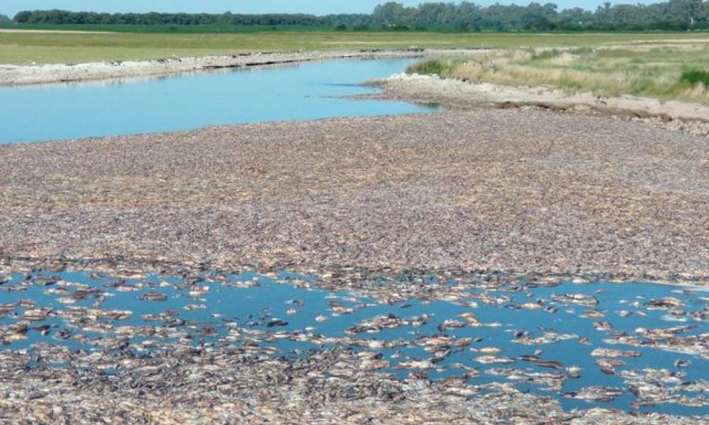 Mortandad de peces cerca de la laguna El Carpincho