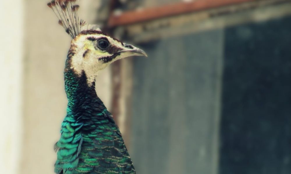 Una pava real sorprendió a vecinos de Colón