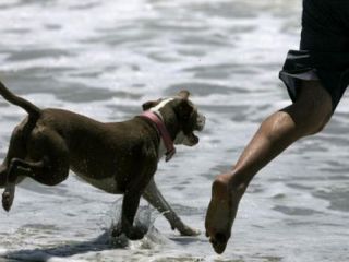 Multas de hasta 30 mil pesos por llevar sus perros a la playa