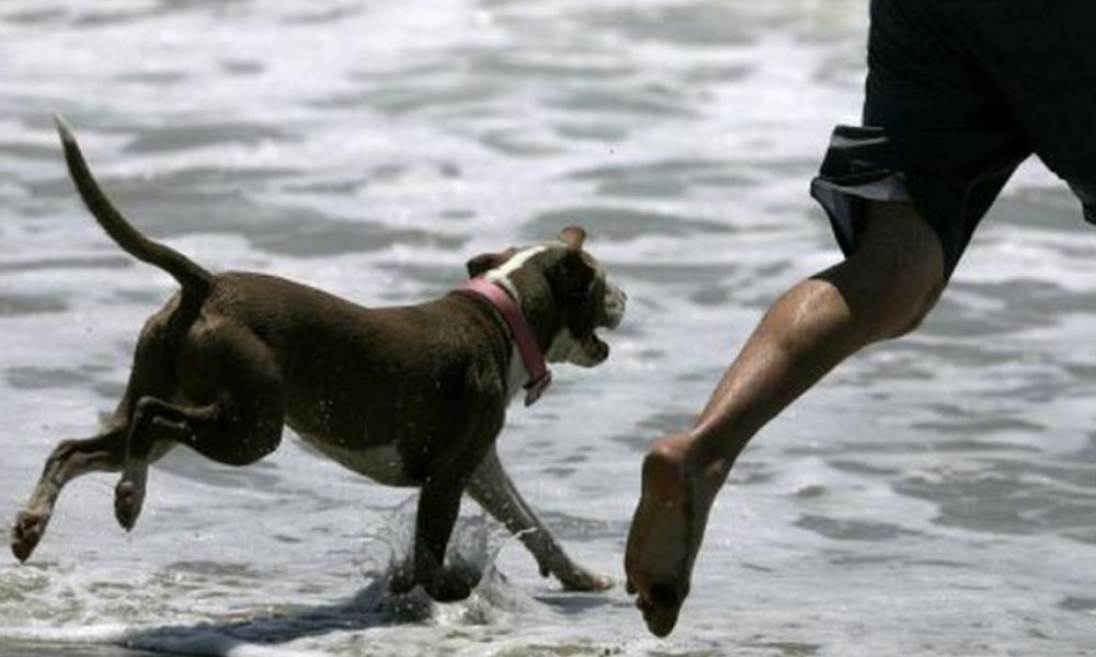 Multas por llevar sus perros a la playa