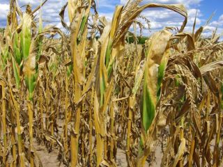 Sequa extrema: El agro enfrenta una de sus peores campaas