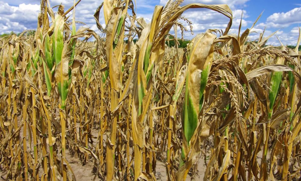 El agro enfrenta una de sus peores campañas