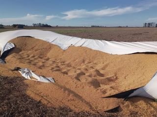Silobolsas bajo ataque: Impulsan penas de hasta cinco años de prisión por vandalismo rural