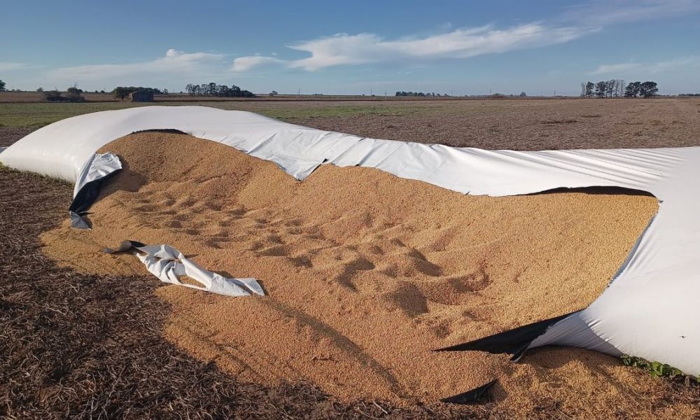 Silobolsas bajo ataque