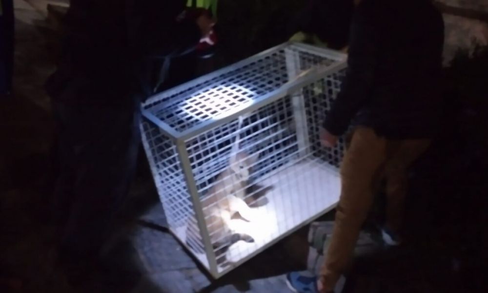 Atrapan a un puma suelto en pleno centro