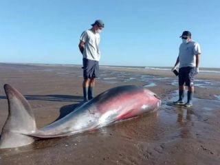 El misterio del zifio: Un cet�ceo de aguas profundas apareci� en San Clemente del Tuy�