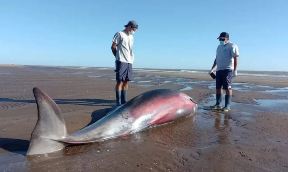 Un cetáceo apareció en San Clemente del Tuyú