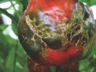 Lo que hay que saber sobre el virus rugoso del tomate