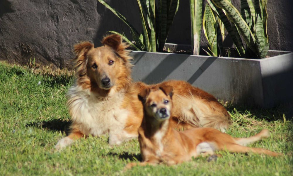 India y Scooby