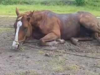 Alerta sanitaria: Casos de encefalomielitis equina confirmados en Corrientes y Santa Fe