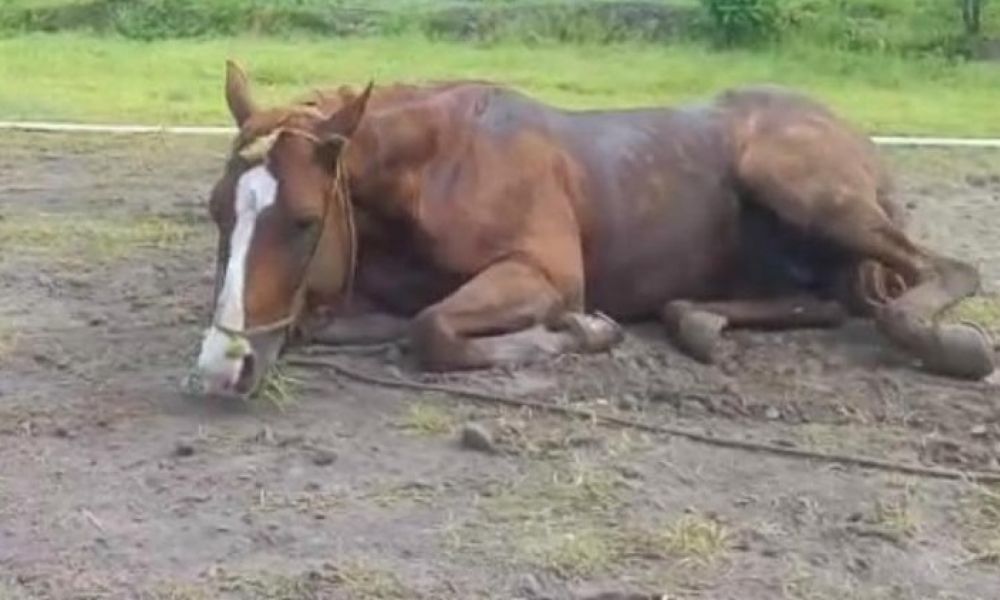 Casos de encefalomielitis equina confirmados