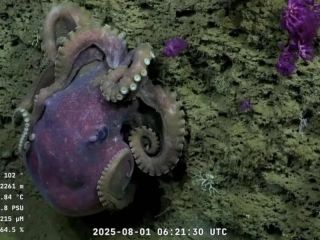 CONICET: Culmina la histórica expedición científica en el Cañón Submarino Mar del Plata