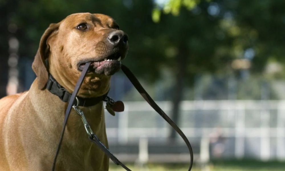 Multan a los dueños de los perros sin correa